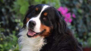 Portrait of Bernese Mountain Dog looking at the camera with garden and pink flowers behind