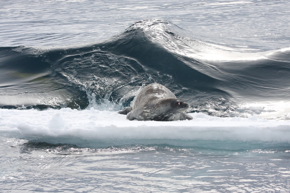 Image Gallery: Life at the South Pole | Live Science