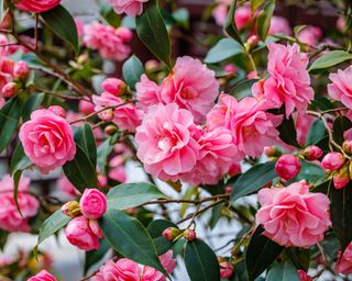 Pink flowers of Camellia japonica