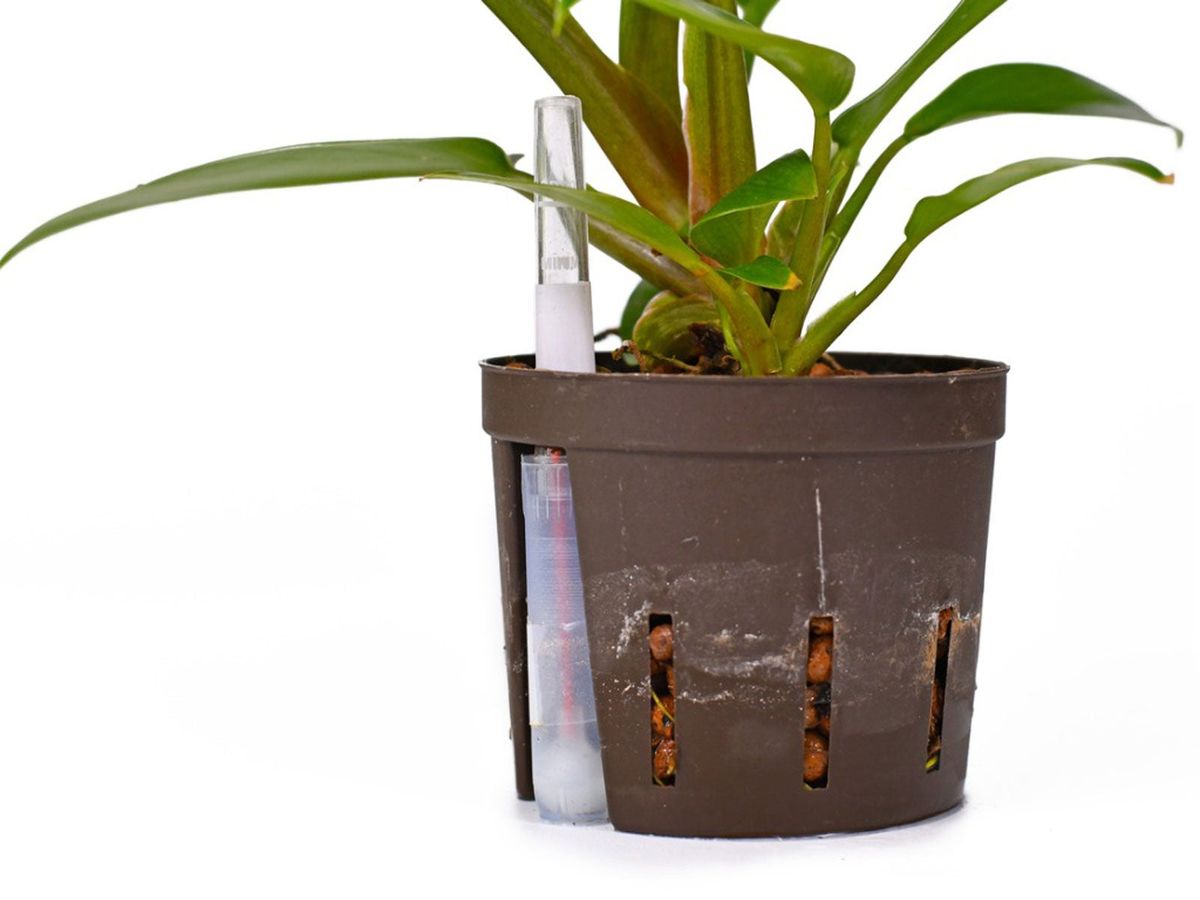 Semi-Hydroponics Information: Using Semi-Hydroponics For Houseplants ...