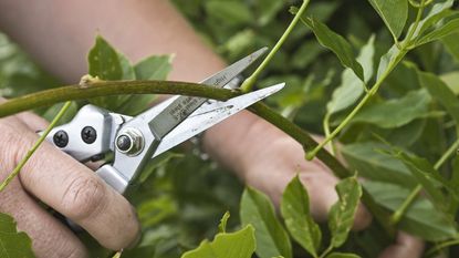 pruning wisteria in summer