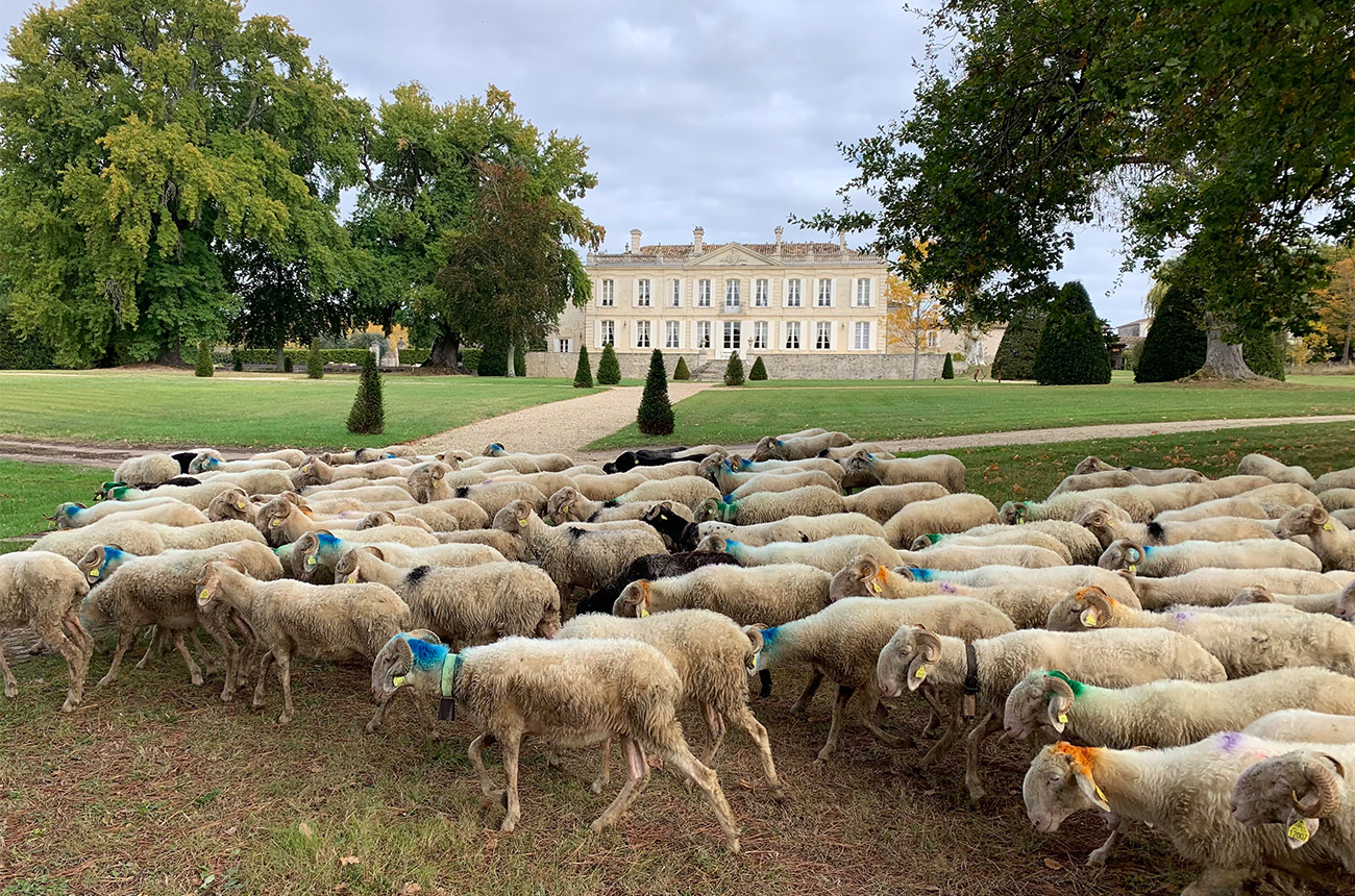 More than 75% of Bordeaux vineyardshold sustainability certification