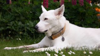 Sample image of a white dog taken with the Canon SL3