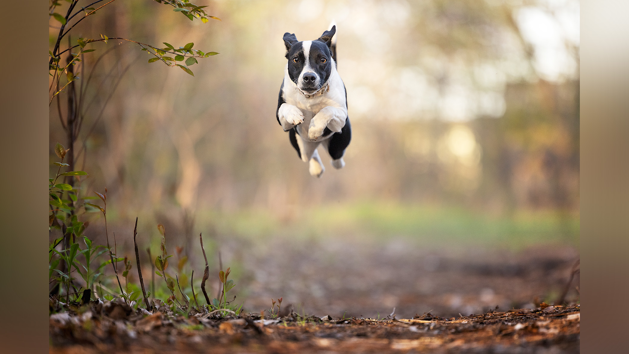 A dog jumping in the air. All four legs are off the ground.