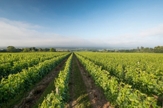 English wine 2018, Nyetimber