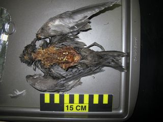 Many tube-nosed seabirds, like this Tristram’s storm petrel (Oceanodroma tristrami), eat plastic particles at sea because they mistake them for food.