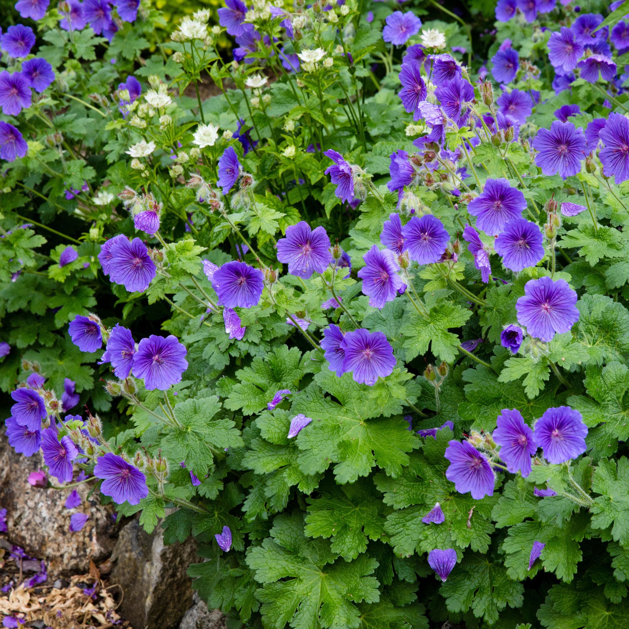 hardy geraniums