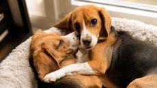 Alfie and Bailey were born in 2024 without the main allergy-causing protein
