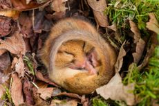 Warmer winters encourage dormice to emerge too early from hibernation.