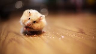 A hamster eating crumbs at night