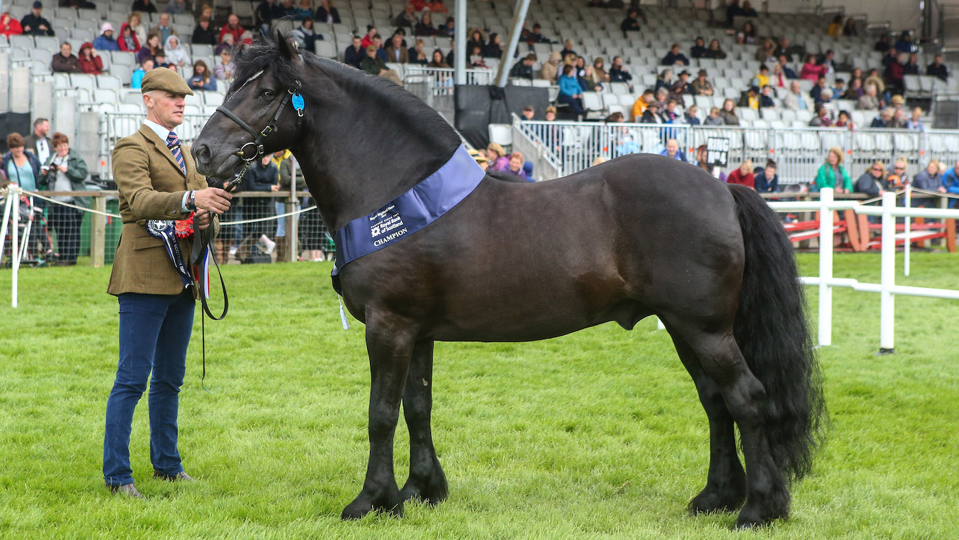 A Dales pony champion in the show ring