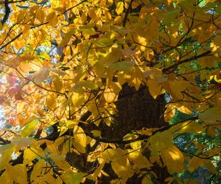 Pacific dogwood tree in fall with yellow leaves