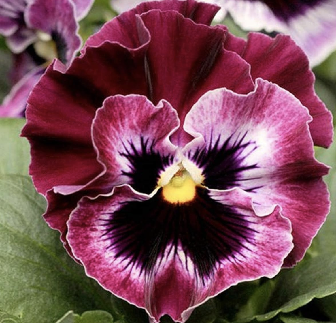 Viola del pensiero rossa in fiore
