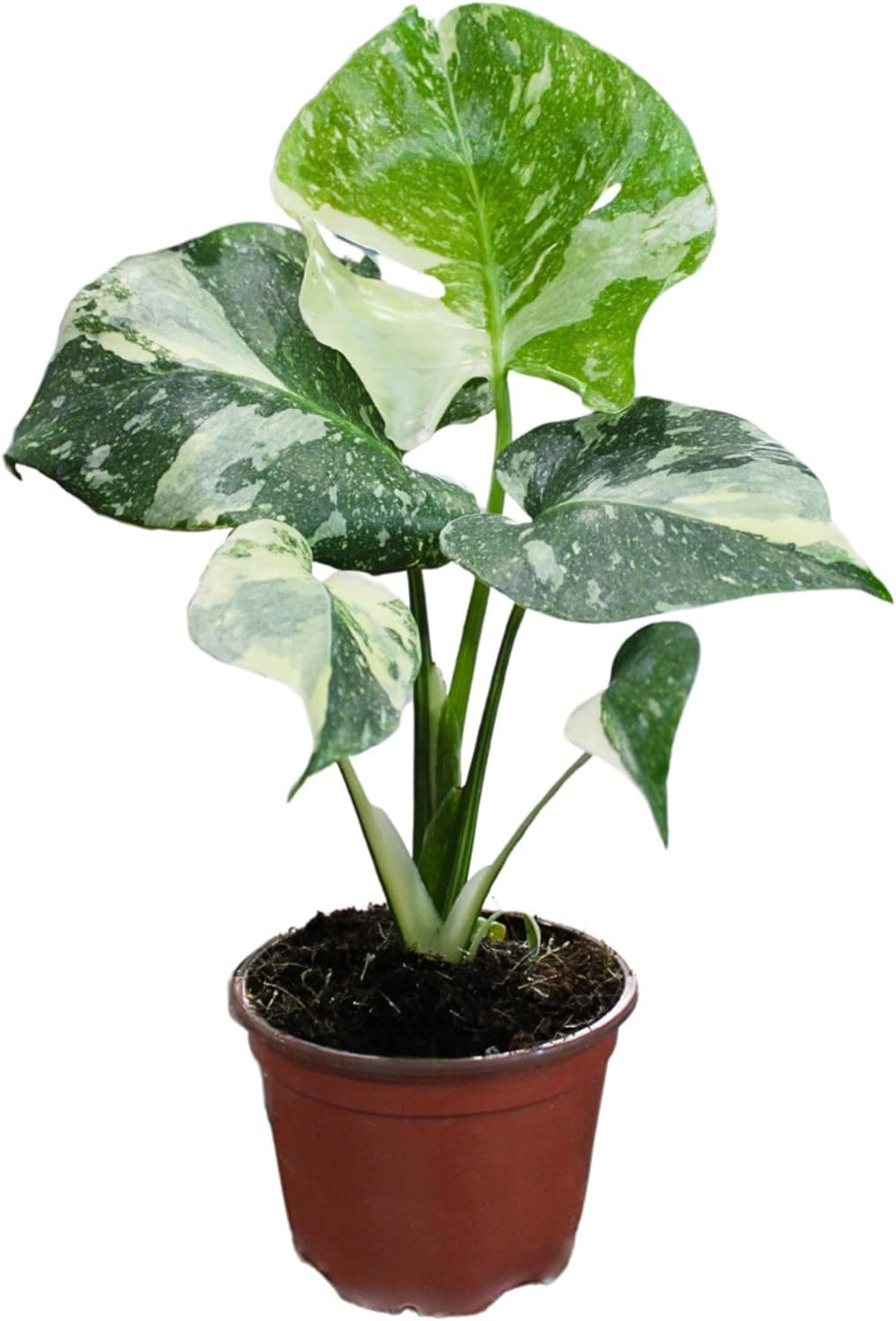 Coollectiveplants Monstera Thai Constellation &amp;ndash; Rare Thai Constellation Monstera Live Plant in 4&amp;Prime; Grower&amp;rsquo;s Pot, Live Indoor House Plants, Low Maintenance Houseplant