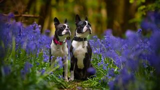 Two Boston Terrier dogs in bluebell forest