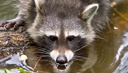 050418-wd-racoon.jpg