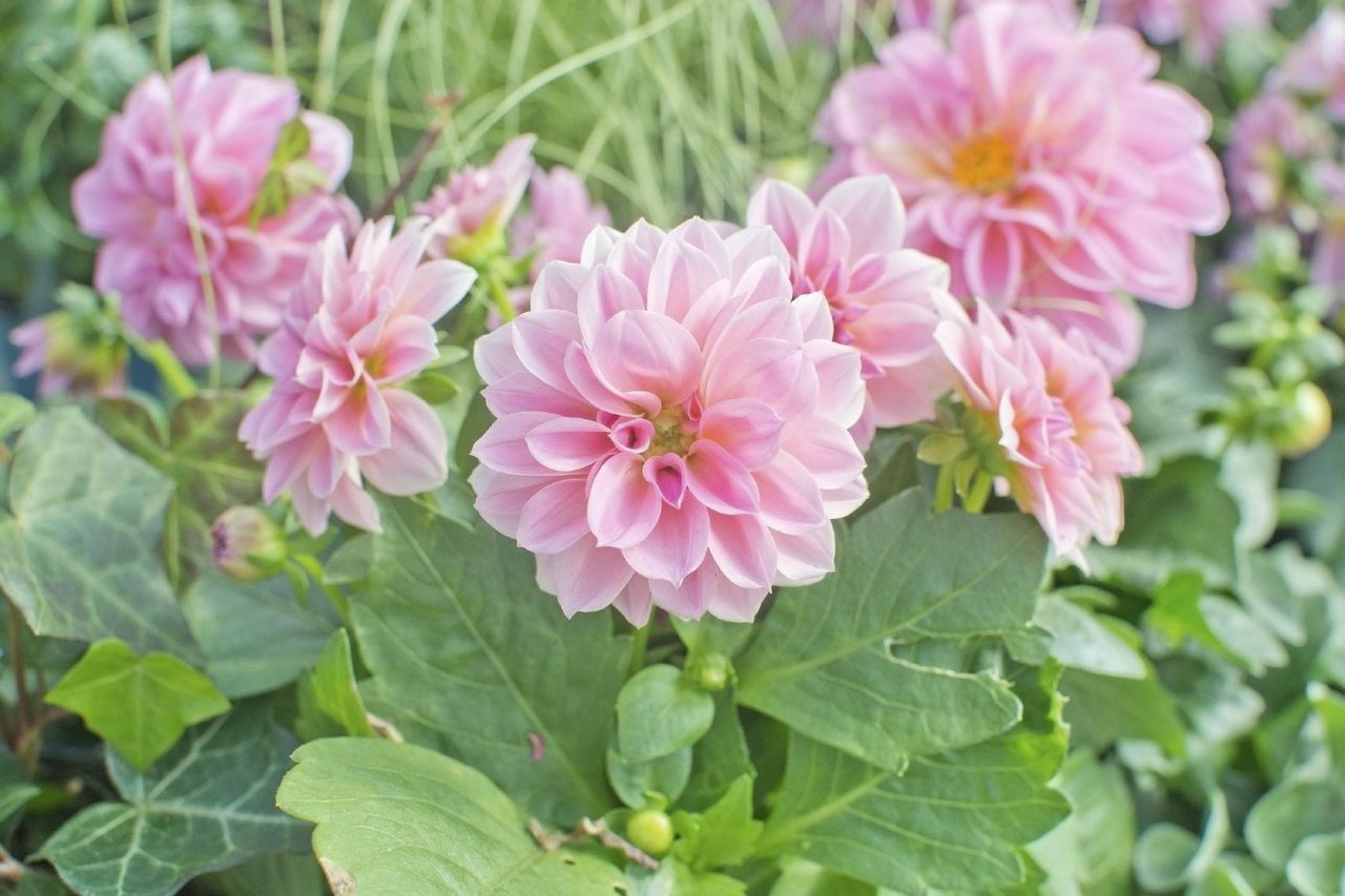 Pink Dahlia Flowers