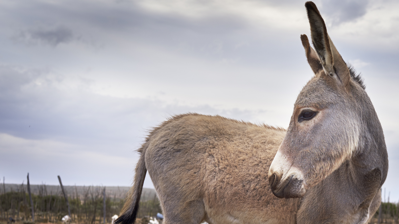 BrookeDonkey.jpg