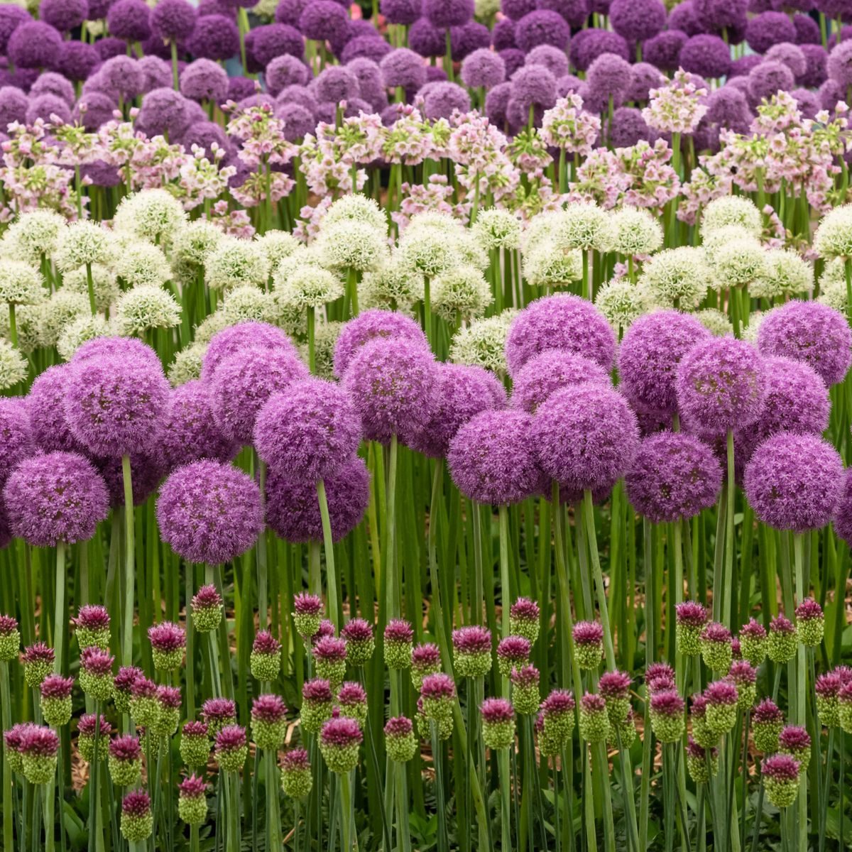 8 Flowering Alliums For Showstopping Beds And Borders