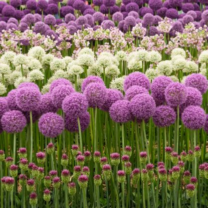 flowering alliums in mixed floral display