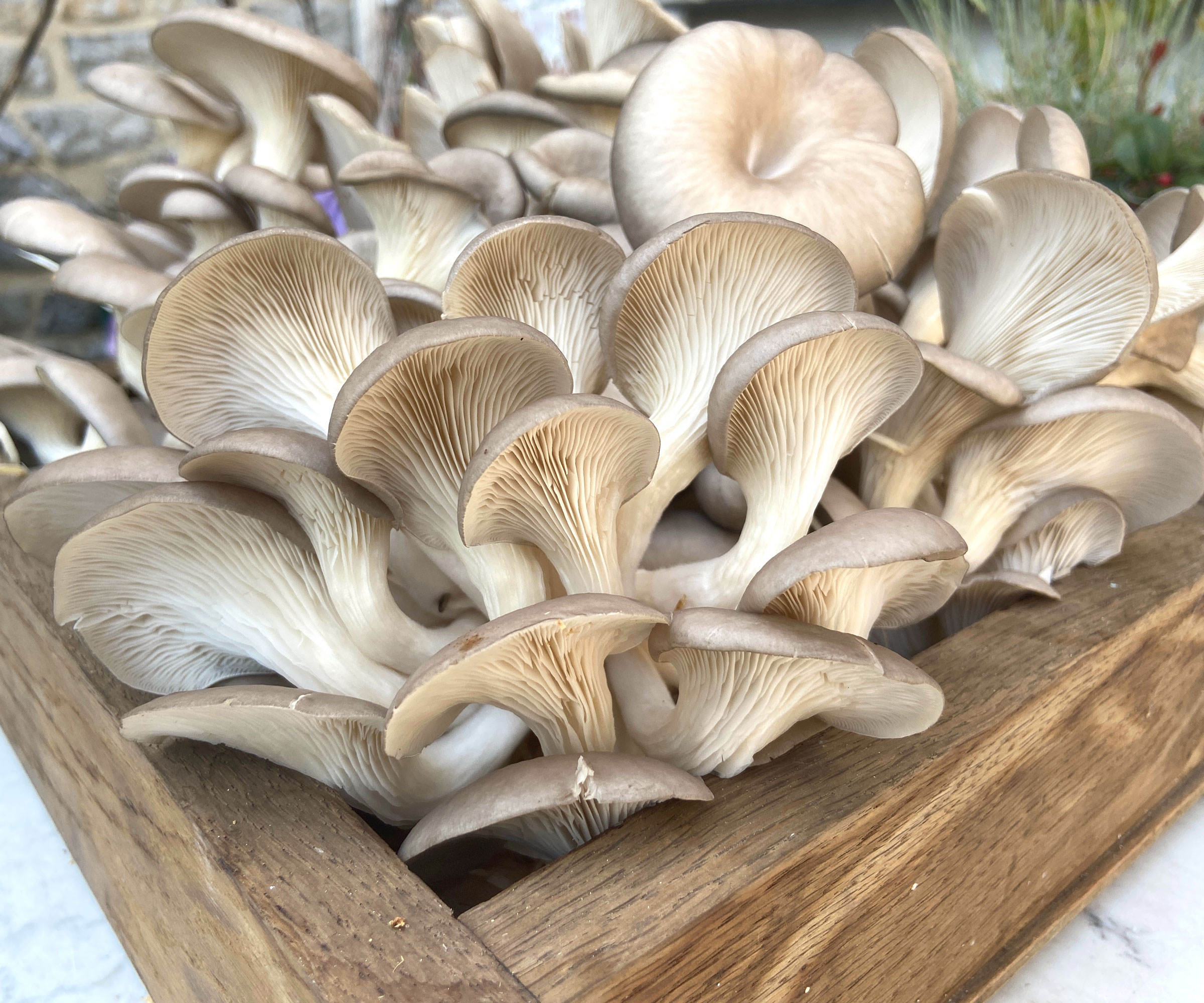 oyster mushrooms growing in coffee grounds
