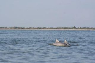 atlantic-forest-dolphins-110424-02