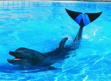 Fuji the Dolphin 