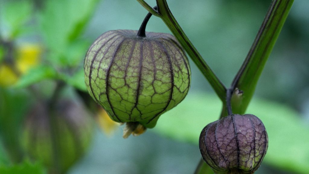 purple tomatillos growing on vine 