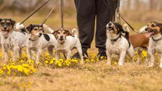 Terrier breeds: five Jack Russells