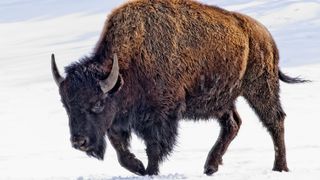 American bison standing in snow