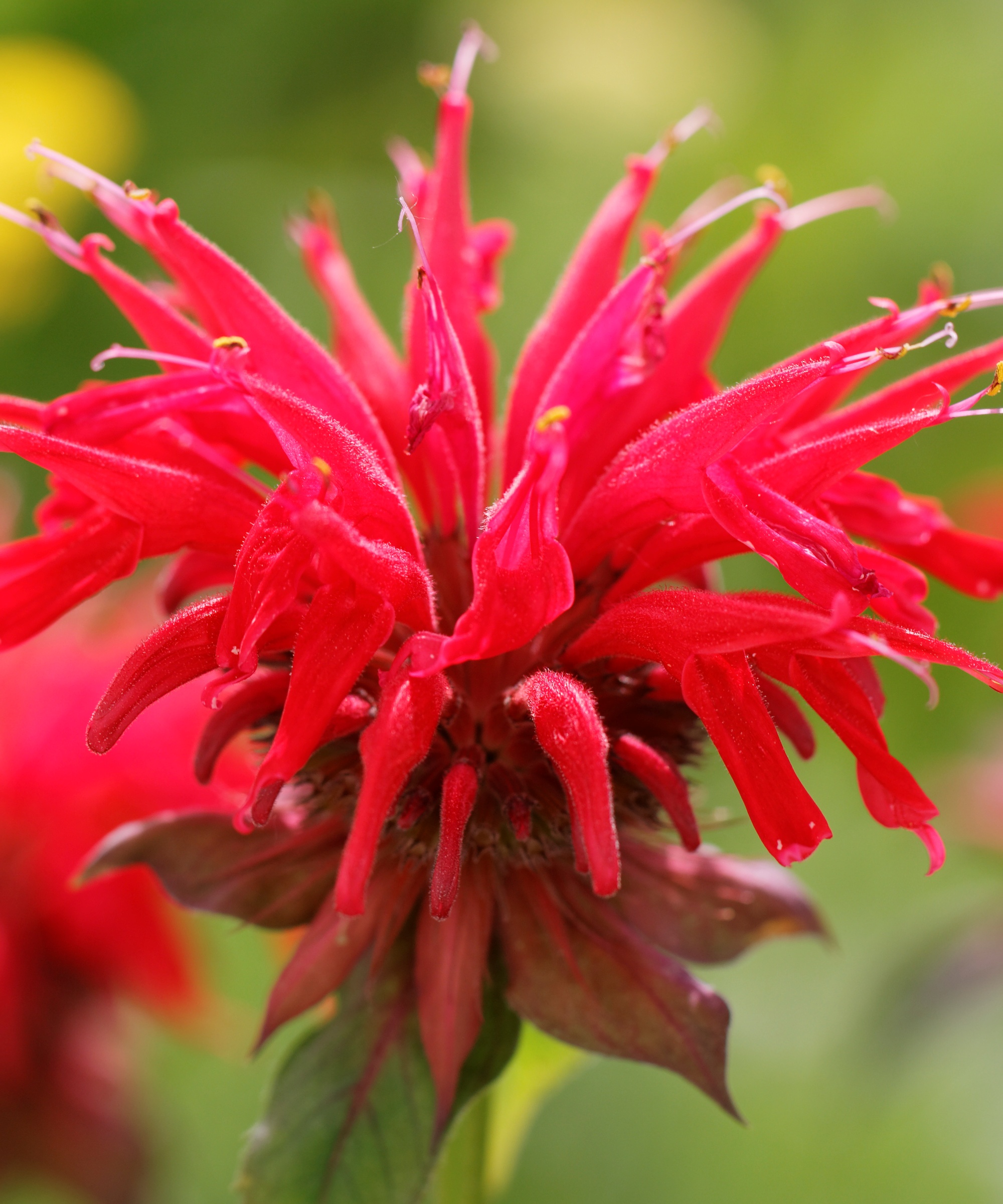 Scarlet monarda (Monarda fistulosa) showing a red leaves directly beneath its flower