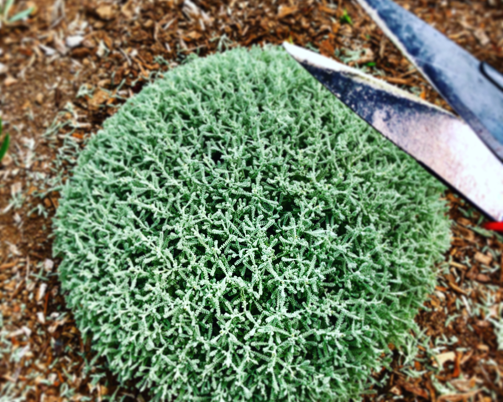 cotton lavender pruned into a sphere