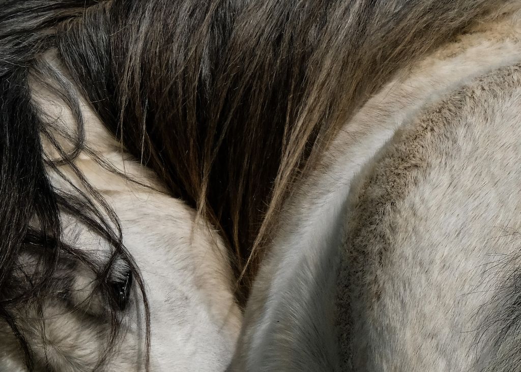 Close-up of a horse's mane and face, with flowing hair blending soft browns and whites, showcasing its gentle eye and textured fur