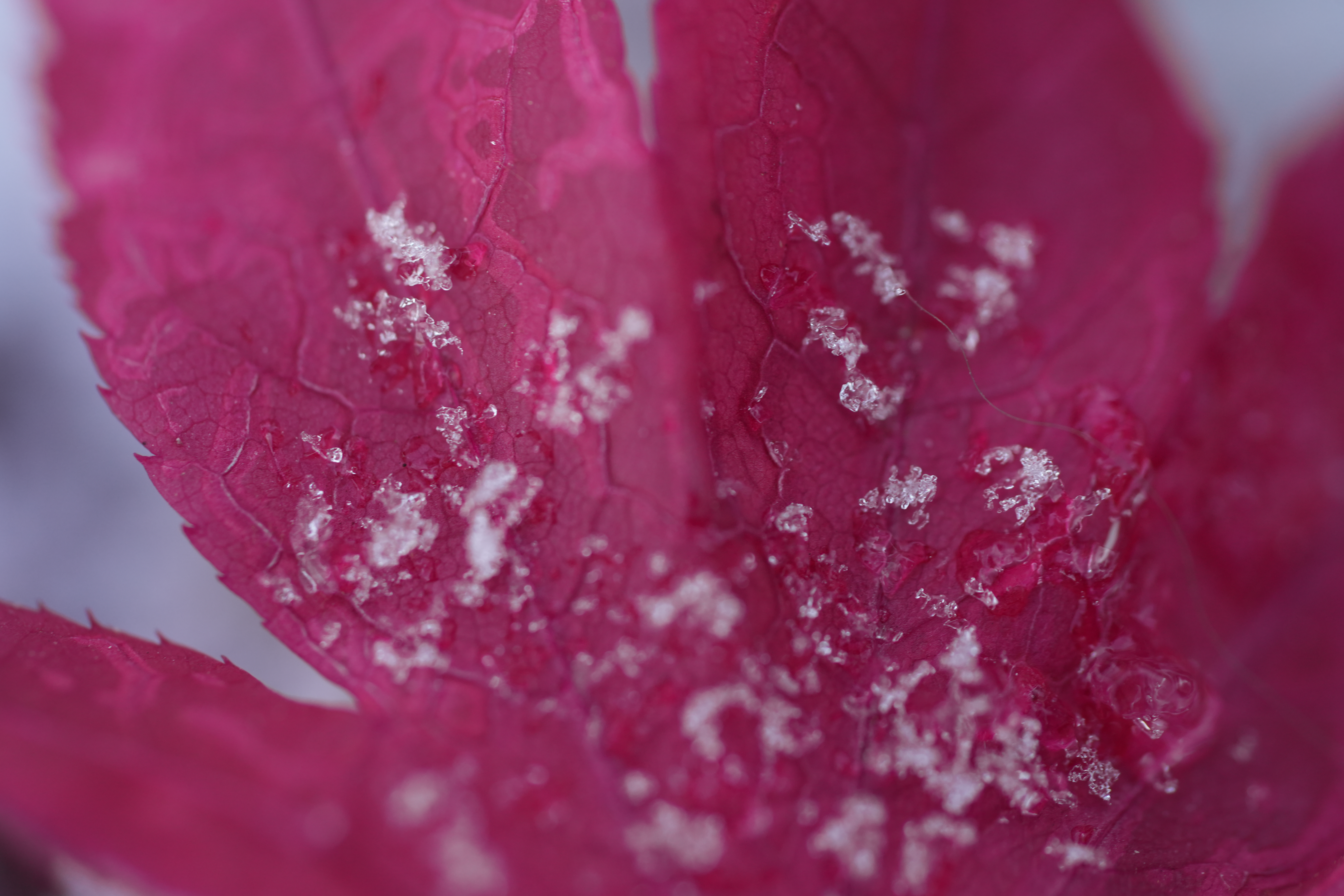 A snowy fall photograph taken with the Sony FE 100mm f/2.8 Macro GM OSS