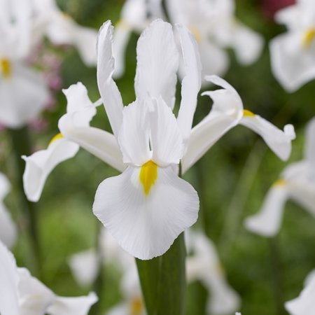 Van Zyverden Dutch Iris White Van Vliet Set of 25 Bulbs White Part Sun