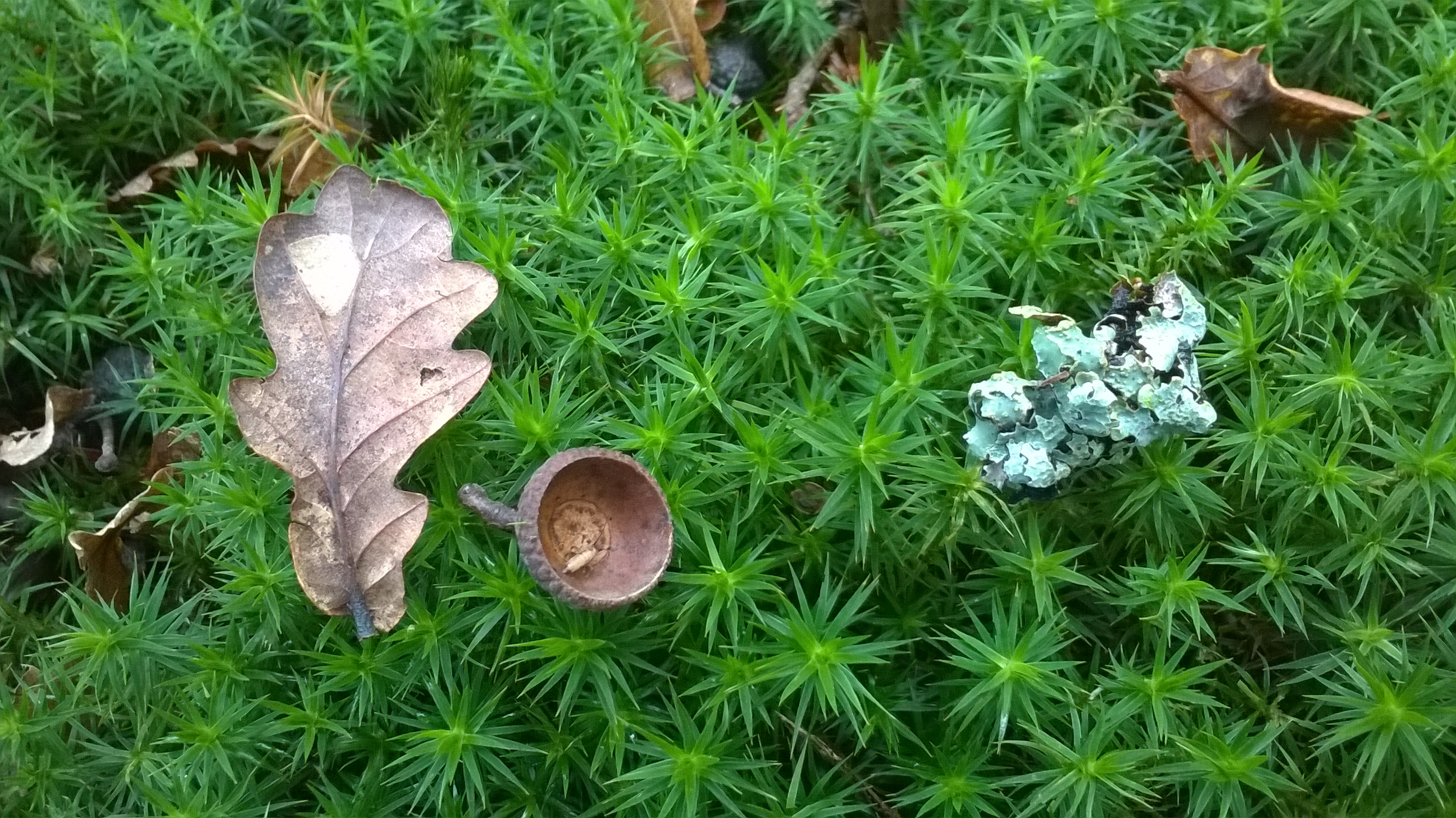 Flora