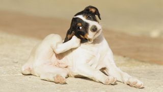 Puppy scratching behind its ear