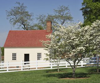 Flowering dogwood tree in front of a white fence and house