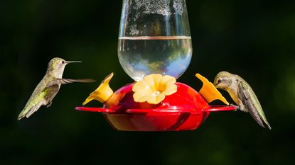 Red hummingbird feeder