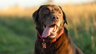 Woman signed off work after dog died: Chocolate Labrador standing in field with tongue out