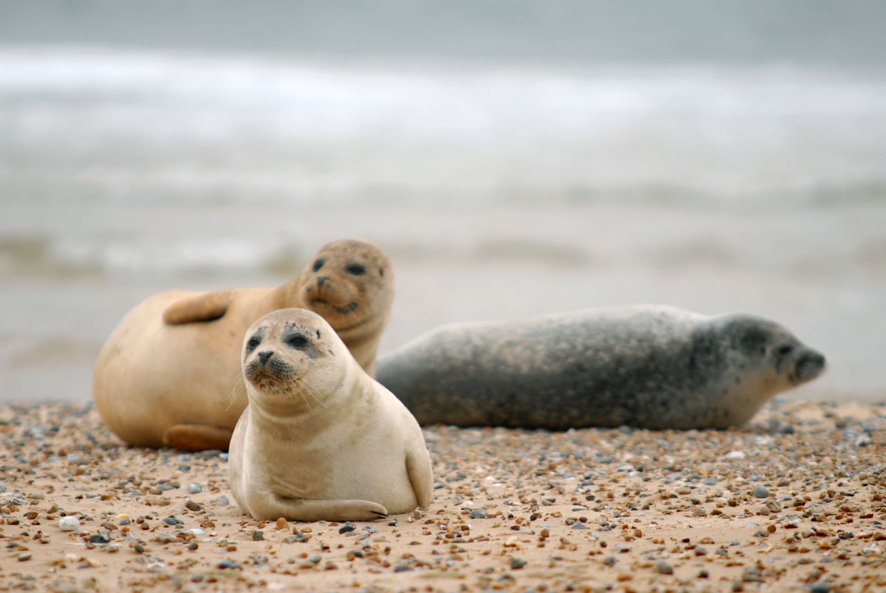 Seals on Blakeney Point, Norfolk