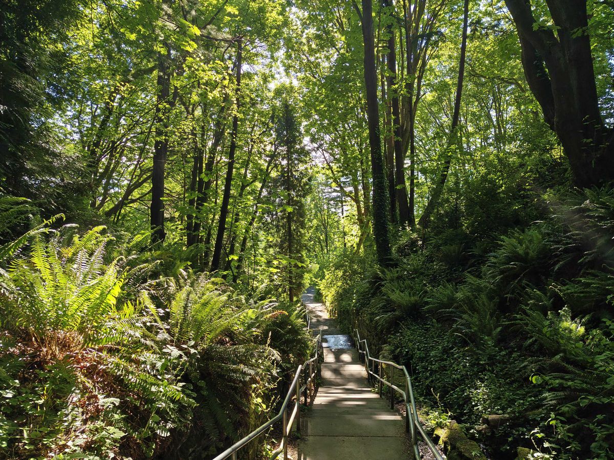 Stairs between a green forest area