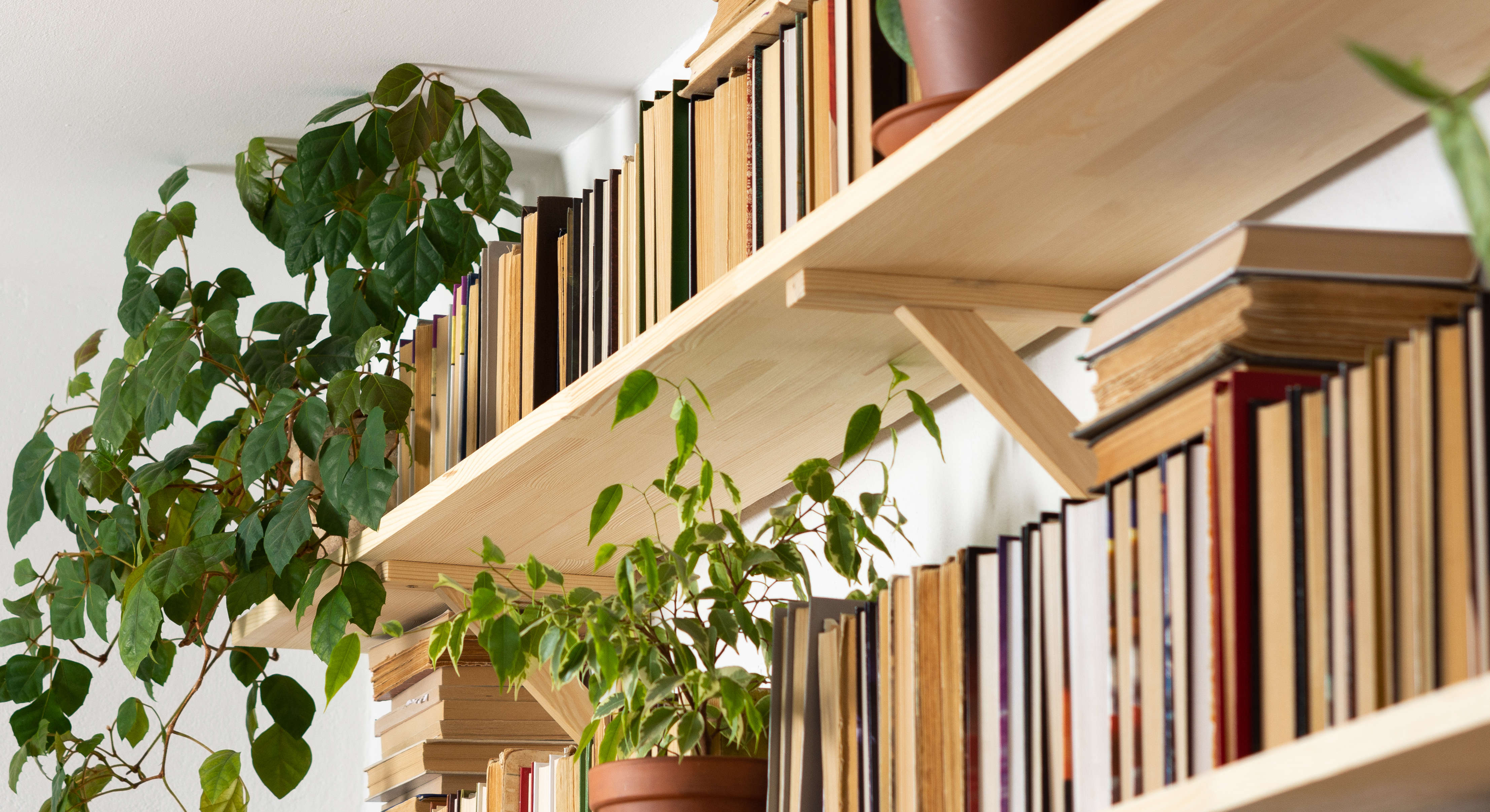 Books on pine shelves with a several indoor plants