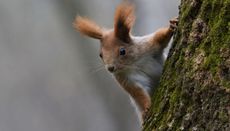 Red squirrels