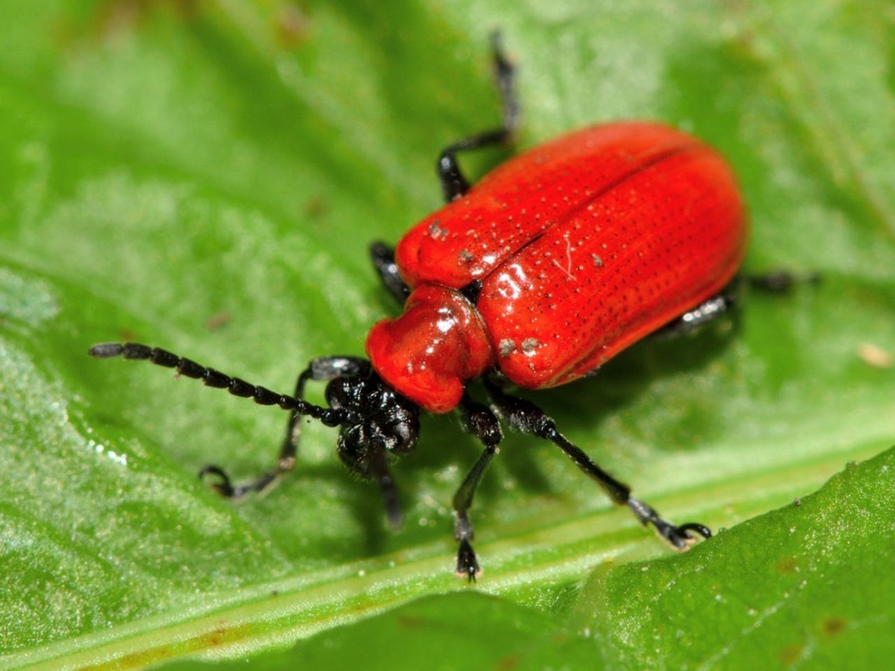 Close Up Of A Red Lily Beetle