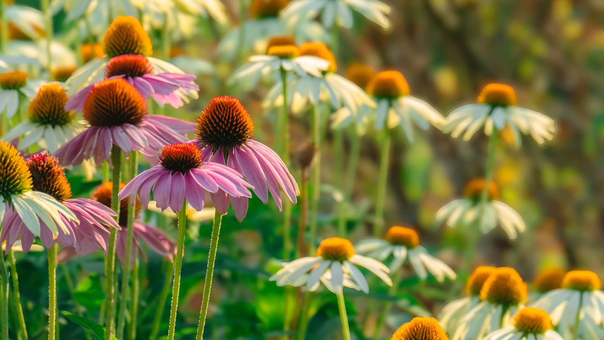 echinacea flowers