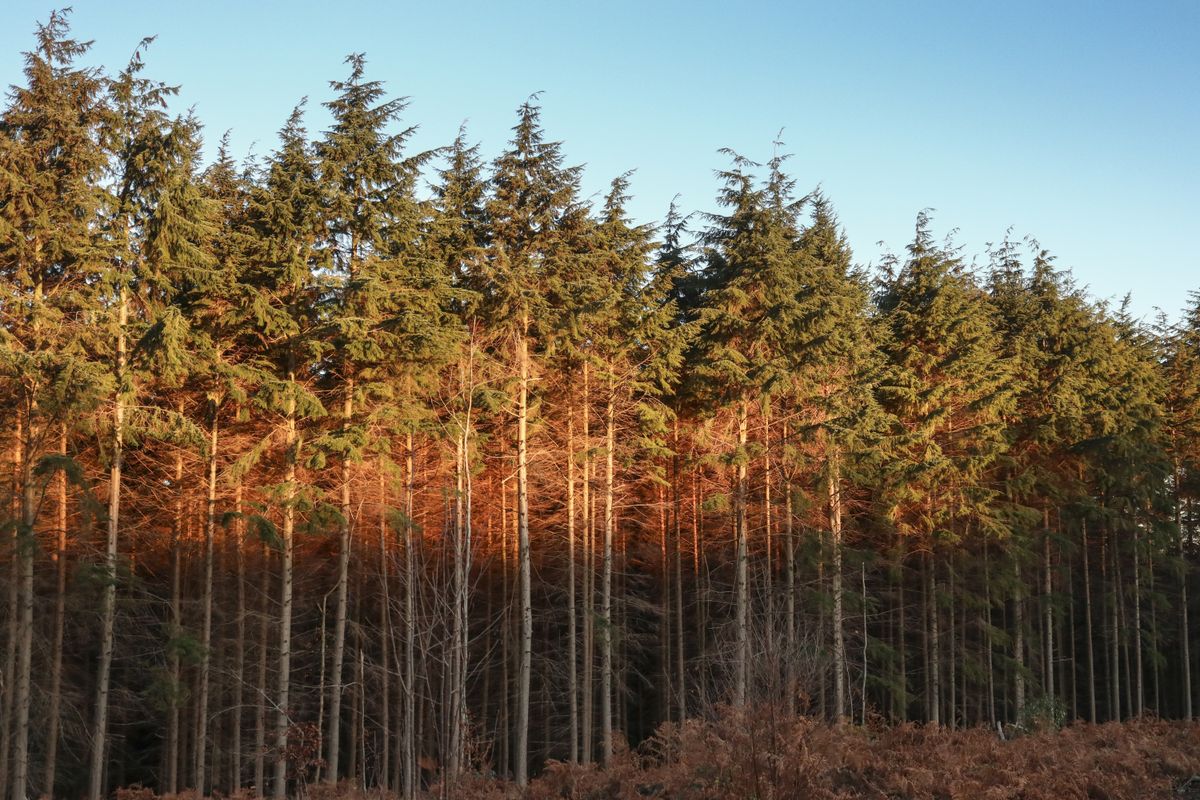 Dynamic range is good, with the ability to pull shadow and highlight detail back