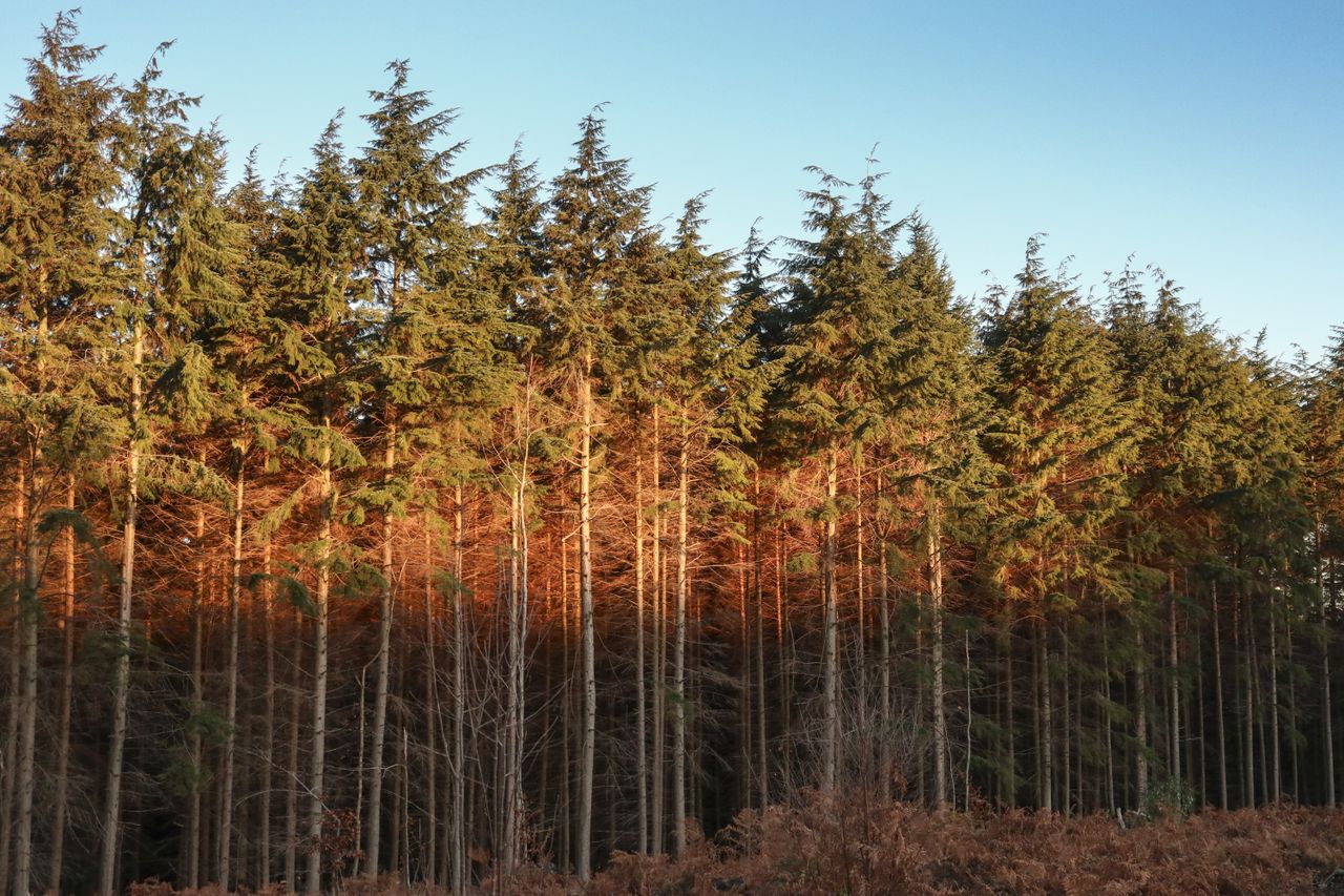 Dynamic range is good, with the ability to pull shadow and highlight detail back