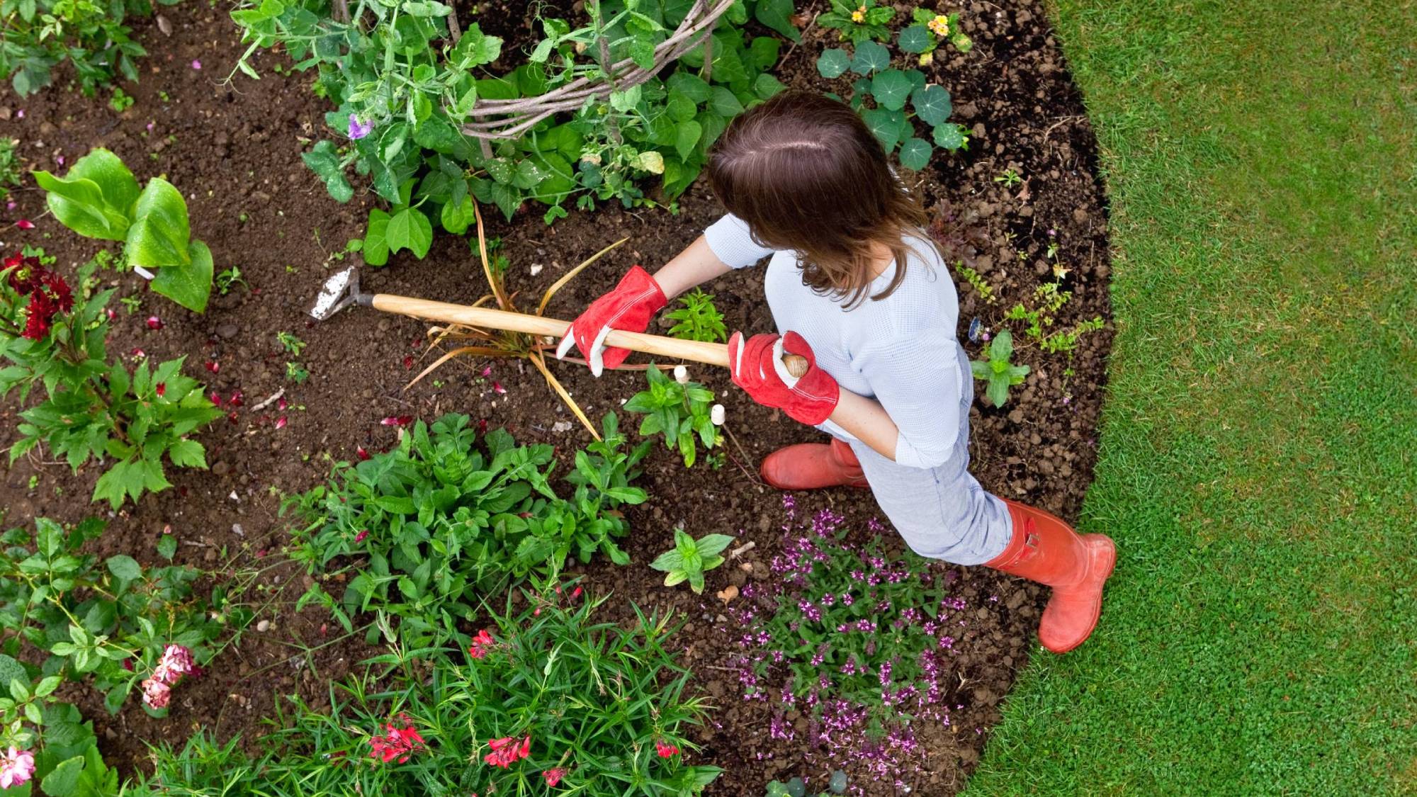 Gardener weeding bed with stirrup hoe