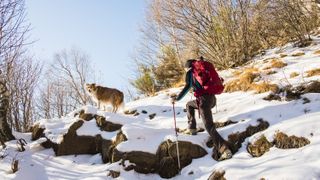 Hiker woman with dog climbs through snowy forest mountains 